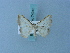  (Berberodes glandifera - BC ZSM Lep 74942)  @11 [ ] CreativeCommons - Attribution Non-Commercial Share-Alike (2015) Axel Hausmann/Bavarian State Collection of Zoology (ZSM) SNSB, Zoologische Staatssammlung Muenchen