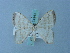  (Berberodes conchylata - BC ZSM Lep 74943)  @11 [ ] CreativeCommons - Attribution Non-Commercial Share-Alike (2015) Axel Hausmann/Bavarian State Collection of Zoology (ZSM) SNSB, Zoologische Staatssammlung Muenchen