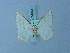  (Berberodes innotata - BC ZSM Lep 74944)  @11 [ ] CreativeCommons - Attribution Non-Commercial Share-Alike (2015) Axel Hausmann/Bavarian State Collection of Zoology (ZSM) SNSB, Zoologische Staatssammlung Muenchen