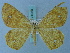  ( - BC ZSM Lep 74950)  @11 [ ] CreativeCommons - Attribution Non-Commercial Share-Alike (2015) Axel Hausmann/Bavarian State Collection of Zoology (ZSM) SNSB, Zoologische Staatssammlung Muenchen