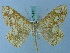  ( - BC ZSM Lep 74951)  @11 [ ] CreativeCommons - Attribution Non-Commercial Share-Alike (2015) Axel Hausmann/Bavarian State Collection of Zoology (ZSM) SNSB, Zoologische Staatssammlung Muenchen