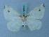  ( - BC ZSM Lep 74953)  @11 [ ] CreativeCommons - Attribution Non-Commercial Share-Alike (2015) Axel Hausmann/Bavarian State Collection of Zoology (ZSM) SNSB, Zoologische Staatssammlung Muenchen
