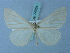  (Macrosoma napiaria - BC ZSM Lep 74954)  @11 [ ] CreativeCommons - Attribution Non-Commercial Share-Alike (2015) Axel Hausmann/Bavarian State Collection of Zoology (ZSM) SNSB, Zoologische Staatssammlung Muenchen
