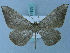  (Macrosoma leptosiata - BC ZSM Lep 74955)  @14 [ ] CreativeCommons - Attribution Non-Commercial Share-Alike (2015) Axel Hausmann/Bavarian State Collection of Zoology (ZSM) SNSB, Zoologische Staatssammlung Muenchen