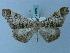  (Macrosoma klagesi - BC ZSM Lep 74956)  @11 [ ] CreativeCommons - Attribution Non-Commercial Share-Alike (2015) Axel Hausmann/Bavarian State Collection of Zoology (ZSM) SNSB, Zoologische Staatssammlung Muenchen