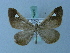  (Macrosoma albimacula - BC ZSM Lep 74959)  @11 [ ] CreativeCommons - Attribution Non-Commercial Share-Alike (2015) Axel Hausmann/Bavarian State Collection of Zoology (ZSM) SNSB, Zoologische Staatssammlung Muenchen