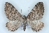  (Hydria hyrcanaBM01 - BC NP 0394)  @15 [ ] Copyright (2010) Unspecified Research Collection of Norbert Poell