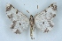  ( - BC NP 0401)  @13 [ ] Copyright (2010) Unspecified Research Collection of Norbert Poell
