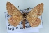  (Idaea exilaria - BC NP 0411)  @13 [ ] Copyright (2010) Unspecified Research Collection of Norbert Poell