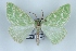  (Thetidia sardinica - BC NP 0419)  @14 [ ] Copyright (2010) Unspecified Research Collection of Norbert Poell