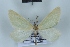 (Xenochlorodes albicostaria - BC NP 0455)  @14 [ ] Copyright (2010) Unspecified Research Collection of Norbert Poell