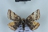  ( - BC NP 0465)  @14 [ ] Copyright (2010) Unspecified Research Collection of Norbert Poell