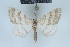  (Idaea rainerii - BC NP 0468)  @12 [ ] Copyright (2010) Unspecified Research Collection of Norbert Poell