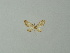  ( - BC ZSM Lep 30262)  @13 [ ] CreativeCommons - Attribution Non-Commercial Share-Alike (2012) Axel Hausmann/Bavarian State Collection of Zoology (ZSM) SNSB, Zoologische Staatssammlung Muenchen
