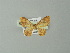  (Eois tegularia - BC ZSM Lep 30272)  @13 [ ] CreativeCommons - Attribution Non-Commercial Share-Alike (2012) Axel Hausmann/Bavarian State Collection of Zoology (ZSM) SNSB, Zoologische Staatssammlung Muenchen