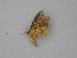  ( - BC ZSM Lep 30284)  @12 [ ] CreativeCommons - Attribution Non-Commercial Share-Alike (2010) Unspecified SNSB, Zoologische Staatssammlung Muenchen