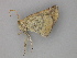  ( - BC ZSM Lep 30288)  @13 [ ] CreativeCommons - Attribution Non-Commercial Share-Alike (2010) Unspecified SNSB, Zoologische Staatssammlung Muenchen