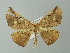  (Oxydia AH33Br - BC ZSM Lep 30288)  @14 [ ] CreativeCommons - Attribution Non-Commercial Share-Alike (2012) Axel Hausmann/Bavarian State Collection of Zoology (ZSM) SNSB, Zoologische Staatssammlung Muenchen