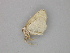  ( - BC ZSM Lep 30289)  @13 [ ] CreativeCommons - Attribution Non-Commercial Share-Alike (2010) Unspecified SNSB, Zoologische Staatssammlung Muenchen