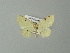  ( - BC ZSM Lep 30289)  @13 [ ] CreativeCommons - Attribution Non-Commercial Share-Alike (2012) Axel Hausmann/Bavarian State Collection of Zoology (ZSM) SNSB, Zoologische Staatssammlung Muenchen