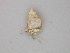  ( - BC ZSM Lep 30290)  @12 [ ] CreativeCommons - Attribution Non-Commercial Share-Alike (2010) Unspecified SNSB, Zoologische Staatssammlung Muenchen