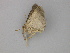  ( - BC ZSM Lep 30291)  @12 [ ] CreativeCommons - Attribution Non-Commercial Share-Alike (2010) Unspecified SNSB, Zoologische Staatssammlung Muenchen