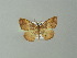  (Semaeopus purpurea - BC ZSM Lep 30297)  @14 [ ] CreativeCommons - Attribution Non-Commercial Share-Alike (2012) Axel Hausmann/Bavarian State Collection of Zoology (ZSM) SNSB, Zoologische Staatssammlung Muenchen