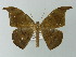  ( - BC ZSM Lep 30309)  @14 [ ] CreativeCommons - Attribution Non-Commercial Share-Alike (2012) Axel Hausmann/Bavarian State Collection of Zoology (ZSM) SNSB, Zoologische Staatssammlung Muenchen