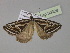  ( - BC ZSM Lep 30329)  @13 [ ] CreativeCommons - Attribution Non-Commercial Share-Alike (2010) Unspecified SNSB, Zoologische Staatssammlung Muenchen