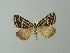  ( - BC ZSM Lep 30329)  @14 [ ] CreativeCommons - Attribution Non-Commercial Share-Alike (2012) Axel Hausmann/Bavarian State Collection of Zoology (ZSM) SNSB, Zoologische Staatssammlung Muenchen