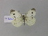  ( - BC ZSM Lep 30343)  @13 [ ] CreativeCommons - Attribution Non-Commercial Share-Alike (2010) Unspecified SNSB, Zoologische Staatssammlung Muenchen