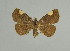  (Pangrapta costinotata - BC ZSM Lep 31597)  @11 [ ] CreativeCommons - Attribution Non-Commercial Share-Alike (2010) Unspecified SNSB, Zoologische Staatssammlung Muenchen