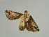  ( - BC ZSM Lep 31602)  @11 [ ] CreativeCommons - Attribution Non-Commercial Share-Alike (2010) Unspecified SNSB, Zoologische Staatssammlung Muenchen