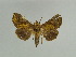  (Argyrogramma aeneofusa - BC ZSM Lep 31610)  @11 [ ] CreativeCommons - Attribution Non-Commercial Share-Alike (2010) Unspecified SNSB, Zoologische Staatssammlung Muenchen