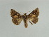  (Chrysodeixis taiwana - BC ZSM Lep 31617)  @11 [ ] CreativeCommons - Attribution Non-Commercial Share-Alike (2010) Unspecified SNSB, Zoologische Staatssammlung Muenchen