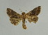  (Chrysodeixis minutus - BC ZSM Lep 31621)  @11 [ ] CreativeCommons - Attribution Non-Commercial Share-Alike (2010) Unspecified SNSB, Zoologische Staatssammlung Muenchen
