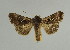  ( - BC ZSM Lep 31622)  @11 [ ] CreativeCommons - Attribution Non-Commercial Share-Alike (2010) Unspecified SNSB, Zoologische Staatssammlung Muenchen