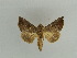  (Chrysodeixis heberachis - BC ZSM Lep 31625)  @14 [ ] CreativeCommons - Attribution Non-Commercial Share-Alike (2010) Unspecified SNSB, Zoologische Staatssammlung Muenchen