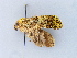  ( - BC ZSM Lep 31636)  @11 [ ] CreativeCommons - Attribution Non-Commercial Share-Alike (2010) Unspecified SNSB, Zoologische Staatssammlung Muenchen