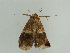  (Bastilla acuta - BC ZSM Lep 31666)  @13 [ ] CreativeCommons - Attribution Non-Commercial Share-Alike (2010) Unspecified SNSB, Zoologische Staatssammlung Muenchen