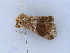  ( - BC ZSM Lep 31667)  @13 [ ] CreativeCommons - Attribution Non-Commercial Share-Alike (2010) Unspecified SNSB, Zoologische Staatssammlung Muenchen