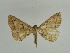  (Orthozona - BC ZSM Lep 31668)  @11 [ ] CreativeCommons - Attribution Non-Commercial Share-Alike (2010) Unspecified SNSB, Zoologische Staatssammlung Muenchen