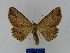  ( - BMB Lep 00062)  @13 [ ] Copyright (2010) Unspecified Research Collection of Bernd Mueller, Berlin