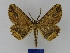  ( - BMB Lep 00064)  @13 [ ] Copyright (2010) Unspecified Research Collection of Bernd Mueller, Berlin