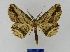 ( - BMB Lep 00065)  @14 [ ] Copyright (2010) Unspecified Research Collection of Bernd Mueller, Berlin