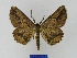  ( - BMB Lep 00066)  @14 [ ] Copyright (2010) Unspecified Research Collection of Bernd Mueller, Berlin