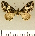  ( - JLC ZW Lep 00005)  @14 [ ] Copyright (2010) Unspecified Research Collection of Juergen Lenz
