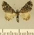  ( - JLC ZW Lep 00007)  @14 [ ] Copyright (2010) Unspecified Research Collection of Juergen Lenz