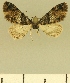  ( - JLC ZW Lep 00058)  @13 [ ] Copyright (2010) Unspecified Research Collection of Juergen Lenz