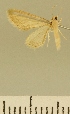  (Idaea JLCZW00070 - JLC ZW Lep 00070)  @11 [ ] Copyright (2010) Unspecified Research Collection of Juergen Lenz